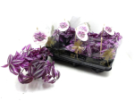 Tradescantia zebr. 'Pink Paradise'