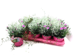 Dianthus-Trio