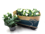 Eustoma russ. weiß