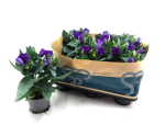 Eustoma russ. blau