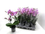 Phalaenopsis midi 2 Rispen pink