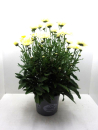 Leucanthemum "Broadway Lights" Kübel