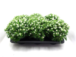 Exacum weiß