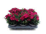 Dianthus "Peman" rot