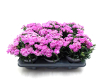 Dianthus "Peman" rosa