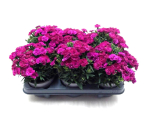 Dianthus "Peman" violett