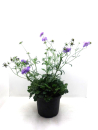 Scabiosa Kübel blau