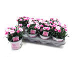 Dianthus "I Love U"