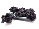 Tradescantia purpurea
