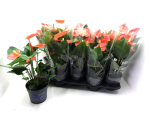 Anthurium andr. orange
