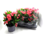Euphorbia milii rosa