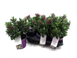 Hebe "Kiwi" pink