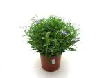 Laurentia axillaris Kübel