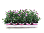 Dianthus "Pink Kisses"