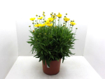 Coreopsis Kübel ungefüllt