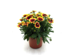 Gaillardia Kübel