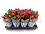Euphorbia milii rot