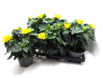 Heliopsis gelb