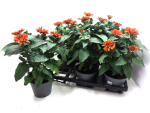 Heliopsis dunkelorange