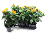 Heliopsis hellorange