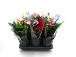 Anthurium andr. 'Multiflora' gemischt