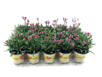 Dianthus allw. 'Lucky Lips' bordeaux
