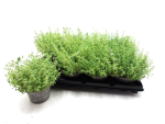 Thymus citriodora