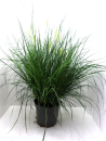 Pennisetum alopec. "Hameln"