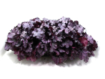 Heuchera Rottöne
