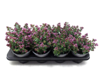 Origanum vulgare