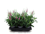 Veronika spicata rosa