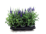 Veronika spicata blau