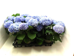 Hydrangea macr. blau