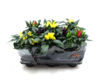 Capsicum ann. Mix