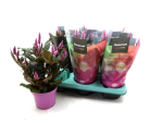 Celosia spic. 'Merida Pink'