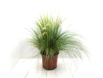 Stipa "Pony Tails" Kübel