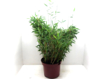Fargesia murielae "Jumbo"