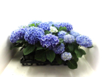 Hydrangea macr. blau