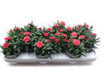 Dianthus caryo. Lachstöne