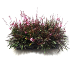 Gaura lindh. rosa
