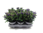 Hebe "All Blooms" blau