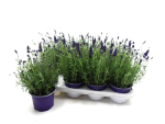 Lavandula ang.