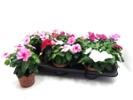 Catharanthus ros. gemischt