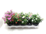 Catharanthus ros. 'Soiree' gemischt
