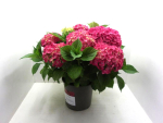 Hydrangea mac. Busch pink