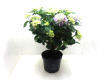 Hydrangea macr. Busch blau