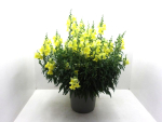 Antirrhinum Kübel