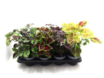 Coleus Mix