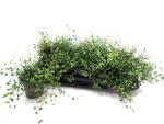 Mühlenbeckia