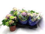 Hydrangea mac. blau